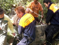 Una desena de persones han traslladat el bou adormit pel bosc 