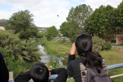 Albirant aus des del pont de l'avinguda de la Llibertat