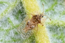 Corythucha ciliata. (imatge: Forest i Kim Starr)