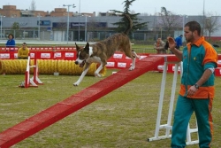 Activitats d'Agility. Foto cedida pel Club Agility Can Jané.