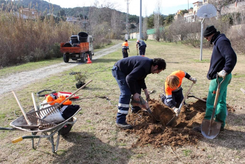 Plantada d'arbres al torrent de Vinyes Velles