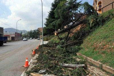 Un dels arbres caiguts entre el carrer del 9 d'abril l'avinguda del Riu Mogent