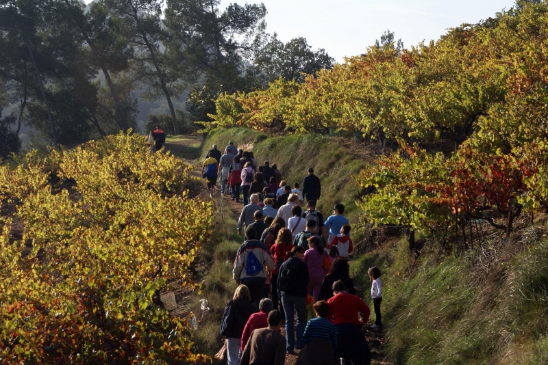 Excursió a les vinyes de Montornès