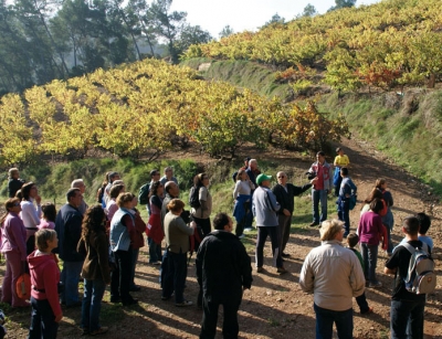 Excursió a les vinyes de Montornès inclosa al desè fascicle de la col·lecció Estimo Montornès (novembre 2008)