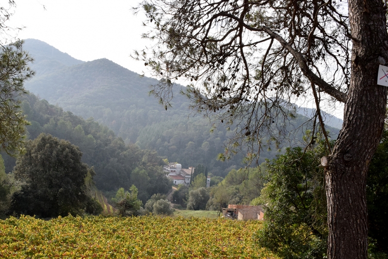 Zona forestal de Montornès (Imatge d'arxiu)