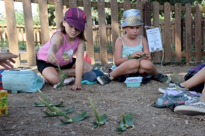 Els vaixells fets amb les fulles de la canya.