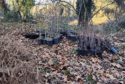 Treballs de restauració ambiental al Bosc de Santa Caterina (imatge: APF Montnegre - Corredor).