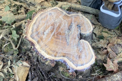 Treballs de restauració ambiental al Bosc de Santa Caterina (imatge: APF Montnegre - Corredor).