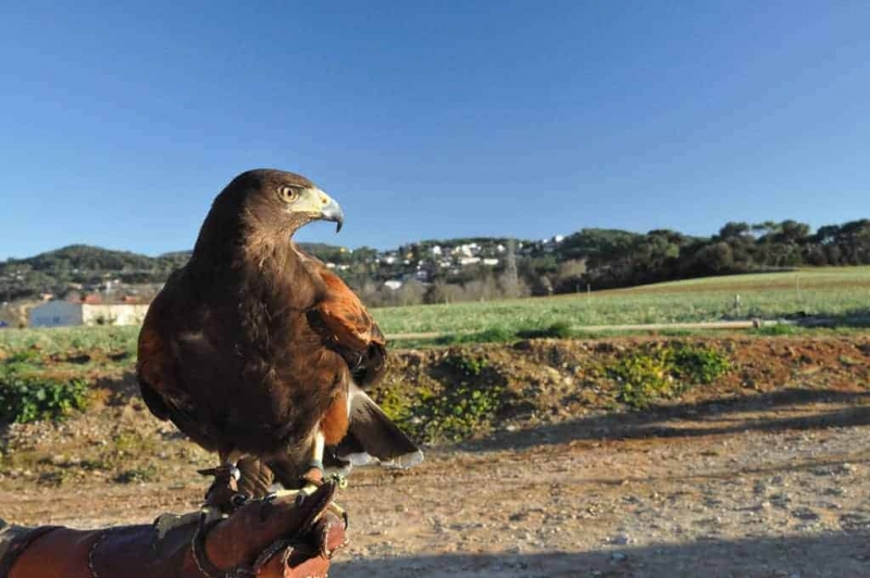 Àguila de Harris, una de les aus utilitzades pels falconers